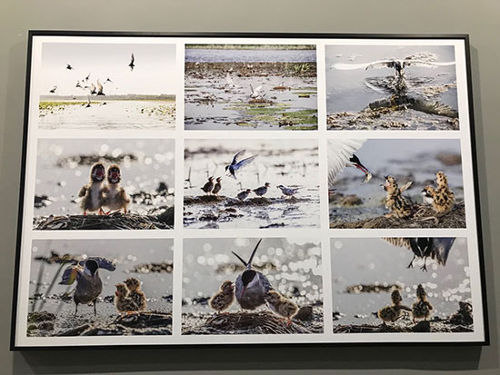 Bird-loving Photographer Calls on Society to Protect Wildlife