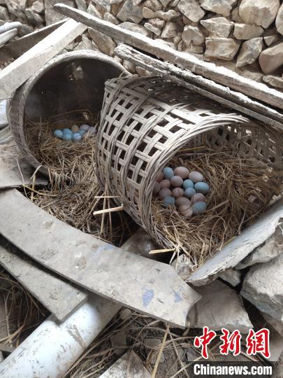 陈云华养殖的土鸡诞下的土鸡蛋。 受访者供图 摄