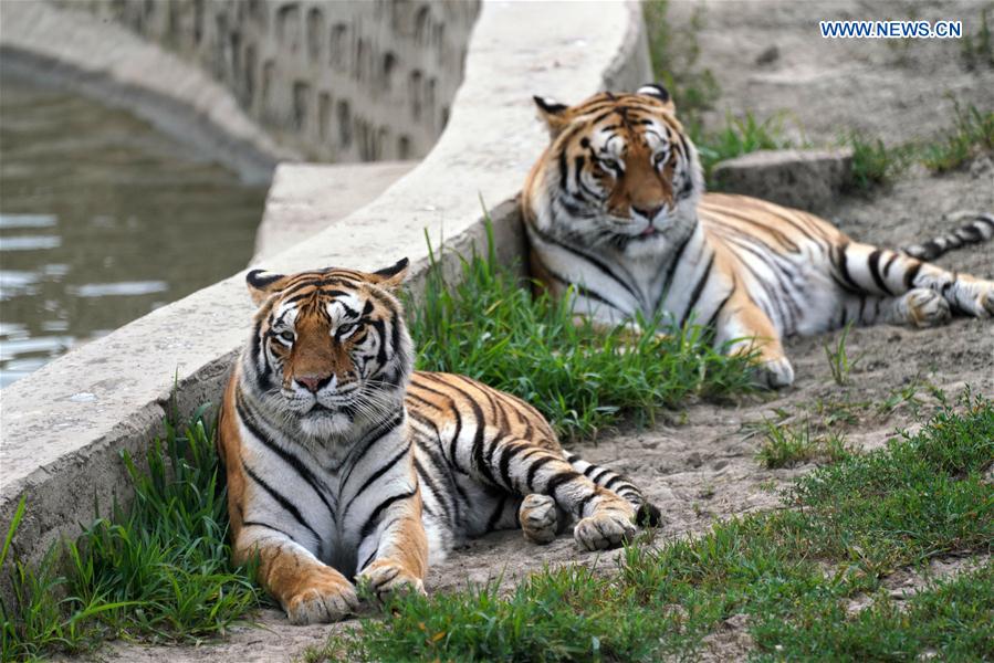 CHINA-HEILONGJIANG-HAILIN-SIBERIAN TIGERS-MIDSUMMER (CN)