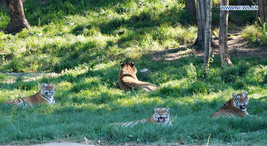 CHINA-HEILONGJIANG-HAILIN-SIBERIAN TIGERS-MIDSUMMER (CN)