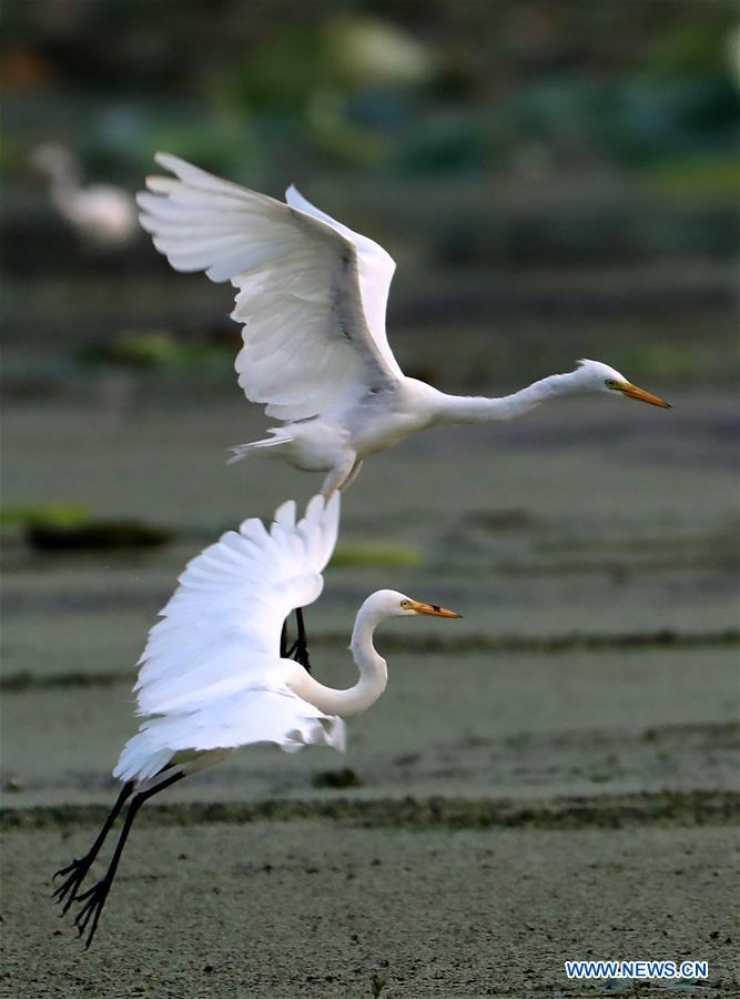 #CHINA-JIANGSU-EGRET (CN)