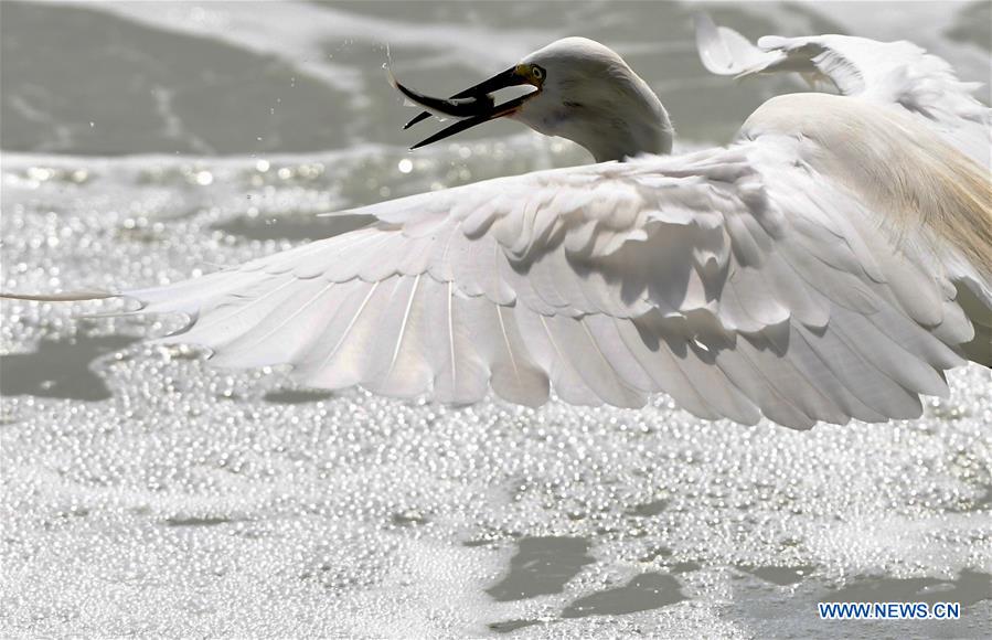 CHINA-FUJIAN-XIAMEN-EGRET