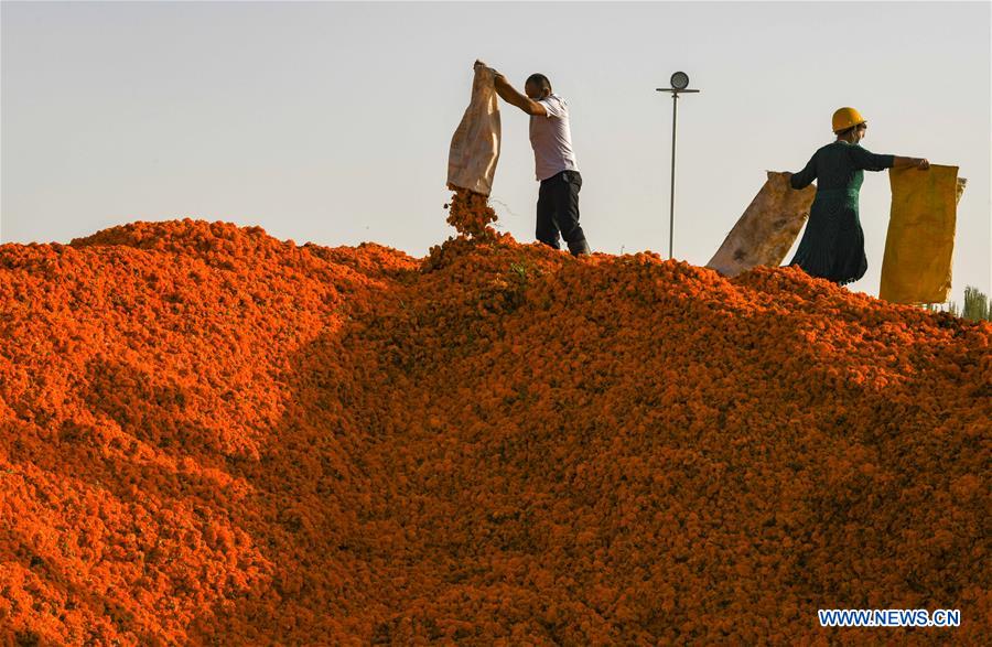 CHINA-XINJIANG-MARIGOLD-HARVEST (CN)