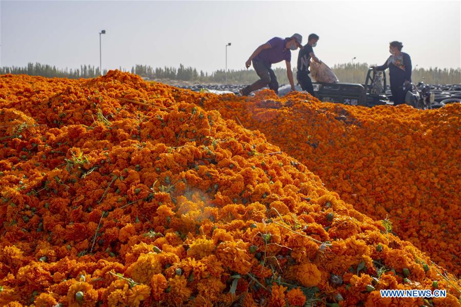 CHINA-XINJIANG-MARIGOLD-HARVEST (CN)