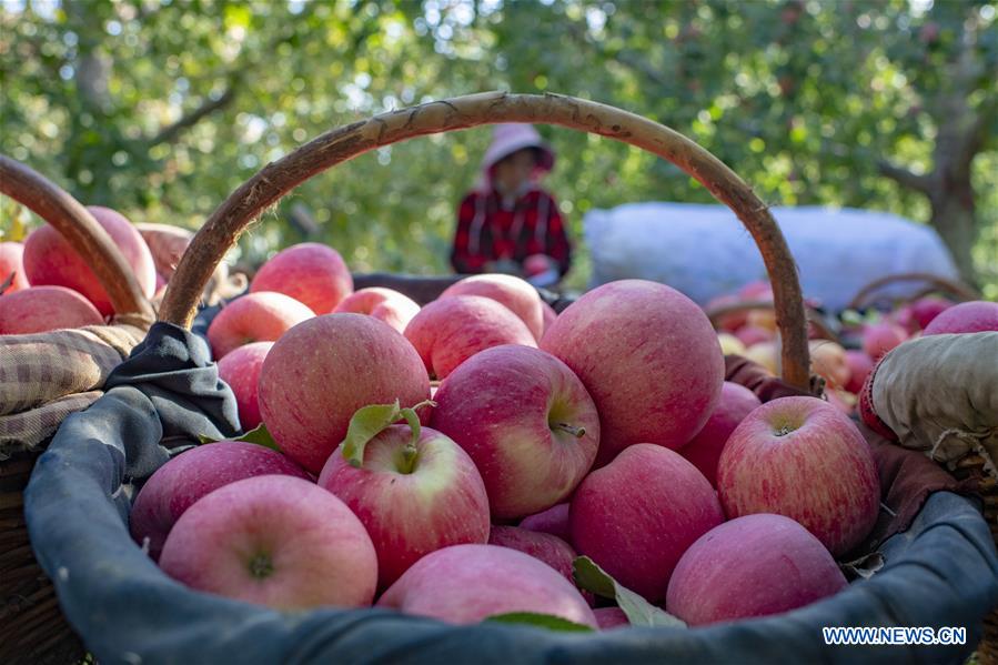 CHINA-XINJIANG-TIANSHAN MOUNTAINS-HARVEST (CN)