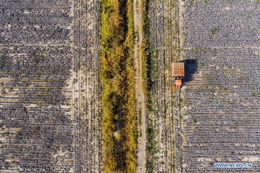 CHINA-XINJIANG-TIANSHAN MOUNTAINS-HARVEST (CN)