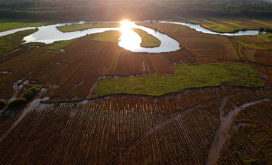 Central China's Wuhan to run for int'l wetland city