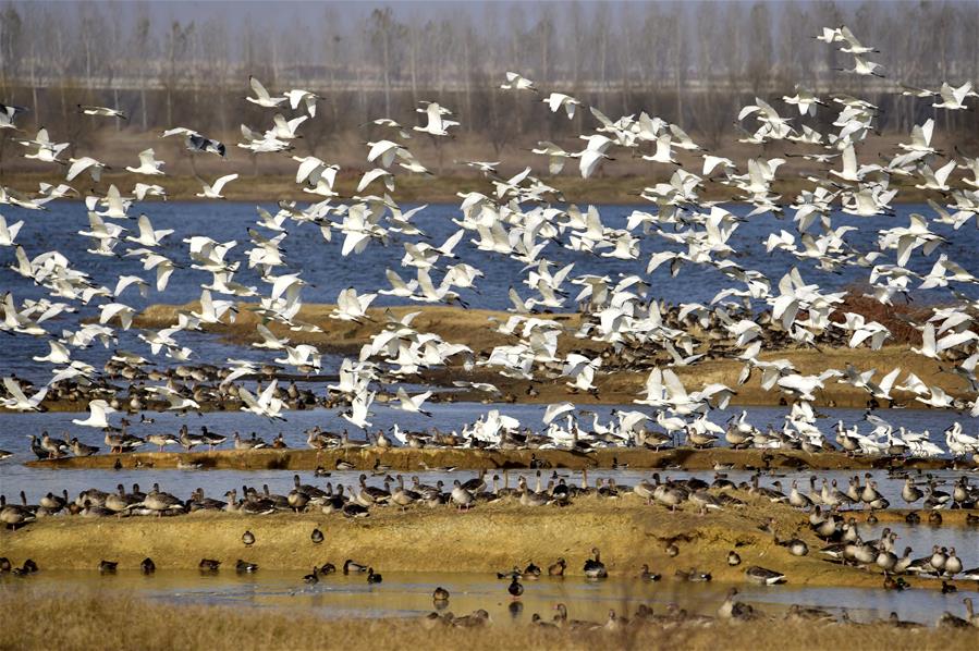 Central China's Wuhan to run for int'l wetland city