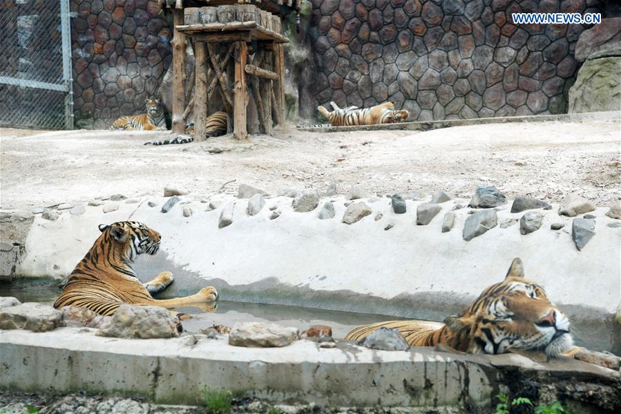 CHINA-HEILONGJIANG-HAILIN-SIBERIAN TIGERS-MIDSUMMER (CN)