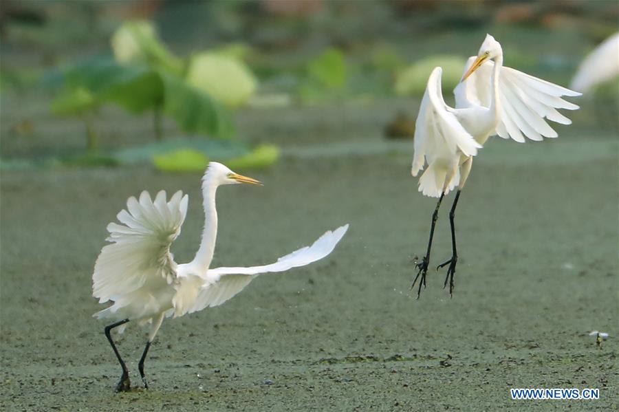 #CHINA-JIANGSU-EGRET (CN)
