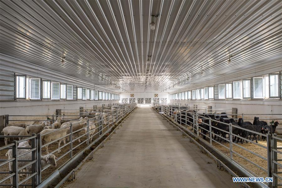 CHINA-XINJIANG-HOTAN-ANIMAL HUSBANDRY (CN)