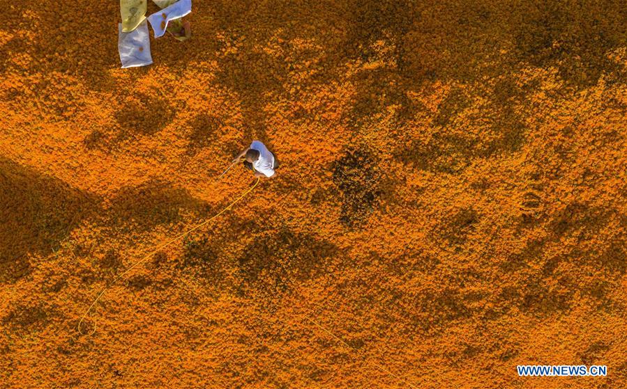 CHINA-XINJIANG-MARIGOLD-HARVEST (CN)