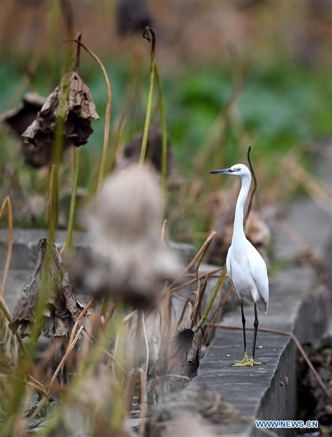 #CHINA-GUANGXI-LIUZHOU-EGRETS (CN)