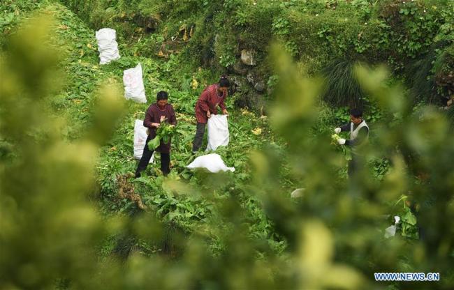 Farmers harvest stem mustard in Guangfu Village of Fuling District in southwest China's Chongqing, Feb. 21, 2019.[Photo: Xinhua]