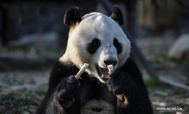 中国大熊猫启程赴芬兰 China's giant pandas leave for Finland