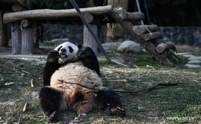 中国大熊猫启程赴芬兰 China's giant pandas leave for Finland