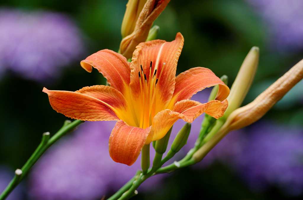 Daylily: A flower that represents love for mothers-China Story